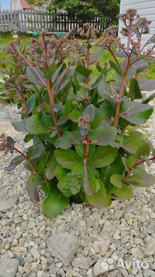 Очитки. Гвоздика. Флоксы