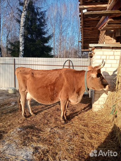 Джерсейская корова