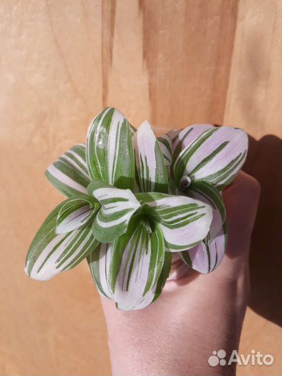 Сортовые традесканции и сциндапсус