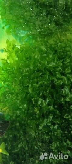 Папоротник печёночник