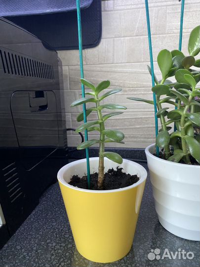 Толстянка (денежное дерево)