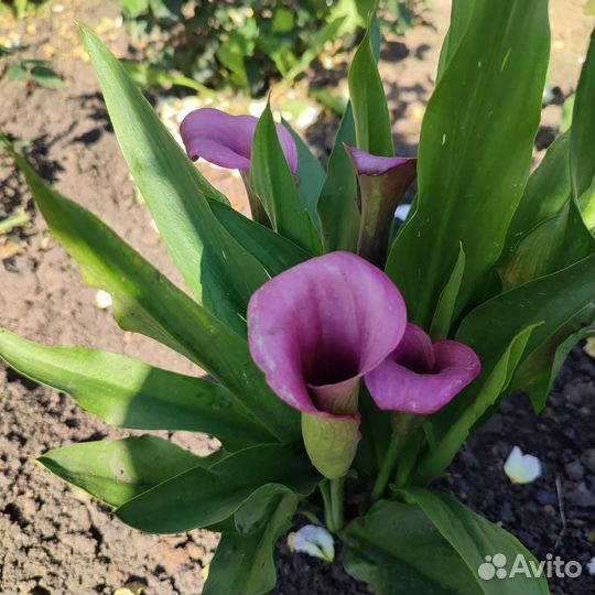 Каллы луковицы