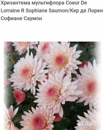 Хризантемы мультифлора, в горшочке