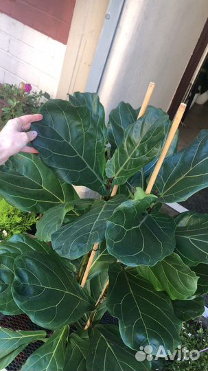 Фикус Лирата