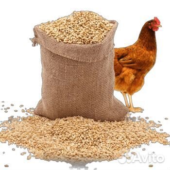 Комбикорм для кур несушек