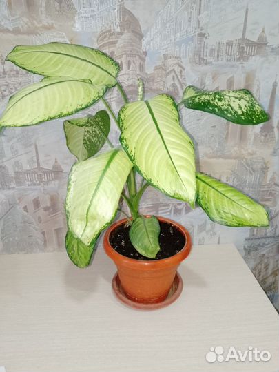 Диффенбахия 60см