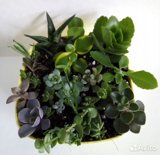 Набор минисадика суккулентов 22 вида
