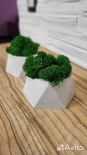 Набор 2 кашпо со стабилизированным мхом