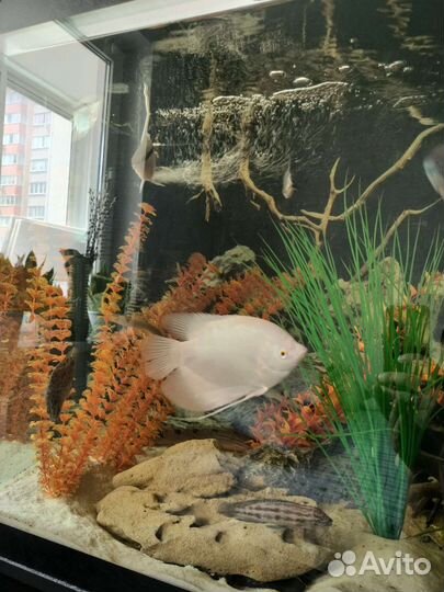 Промысловые гурами, цихлы келберри, аквариум 300л