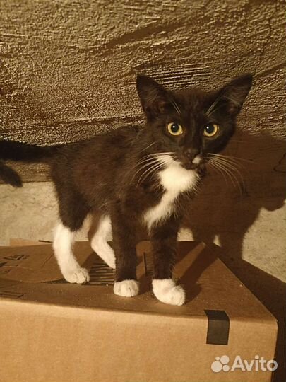 Котенок в надежные руки