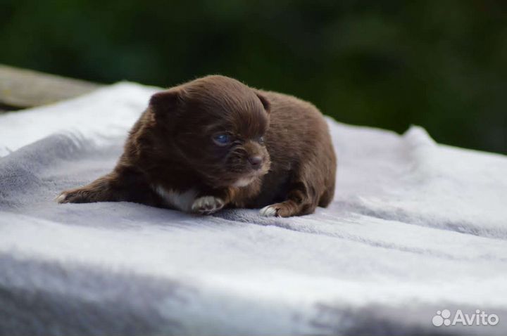 Шоколад и голубой