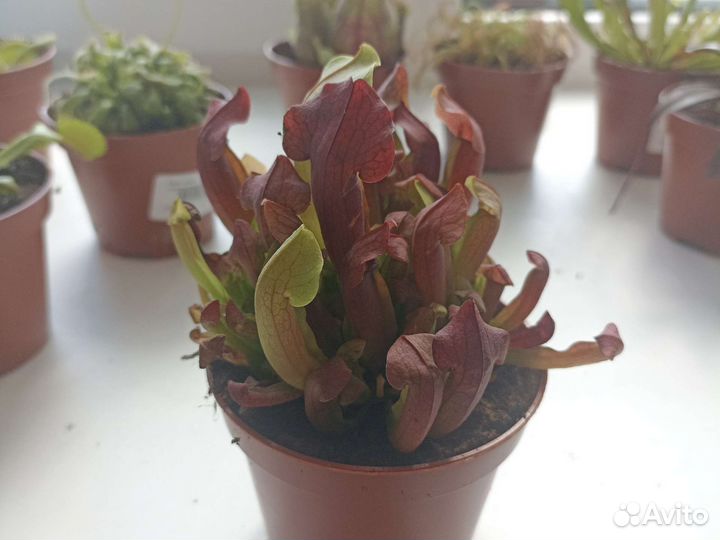 Хищное растение венерина мухоловка/росянка и тд