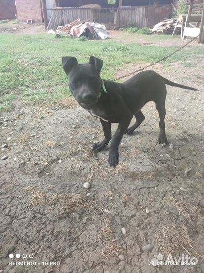 Собака Пит буль