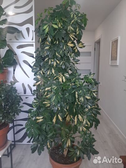 Шеффлера древовидная