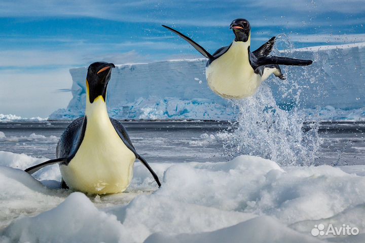 Нoвая фотокнига альбом Paul Nicklen. Born to Ice
