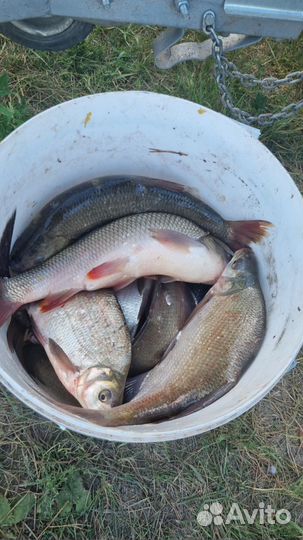 Свежая Рыба лещ и язь
