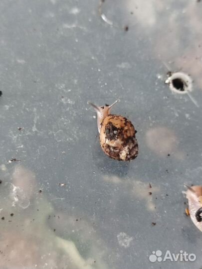 Улитки ахатины