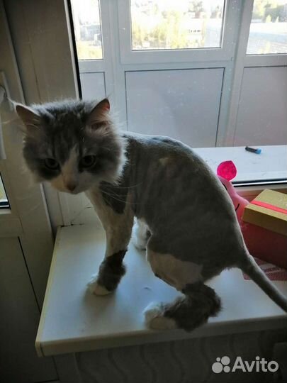 Стрижка кошек