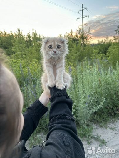 Котенок в добрые руки