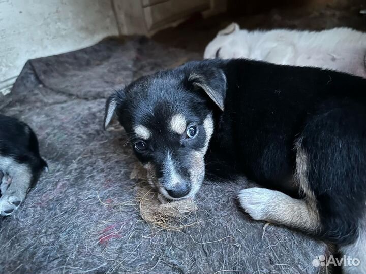 Щенки