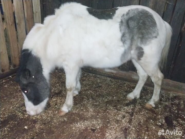 Шетлендские пони