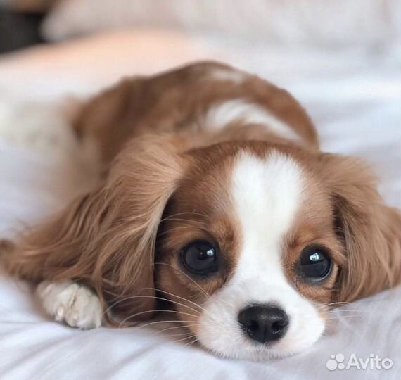 Выгул собак