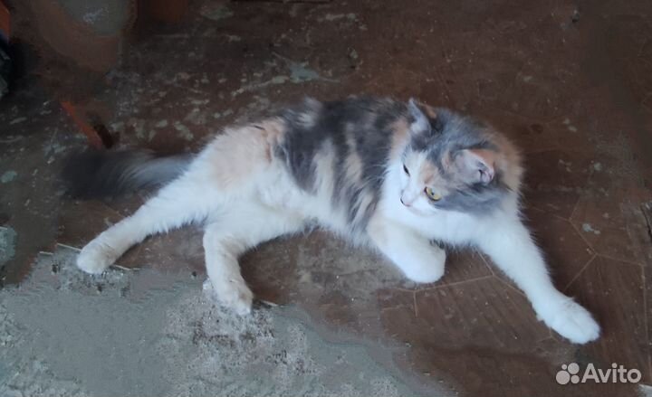 Кошка ищет дом