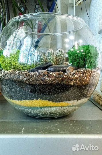 Флорариум с кактусами