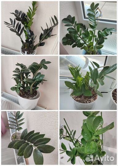 Замиокулькас