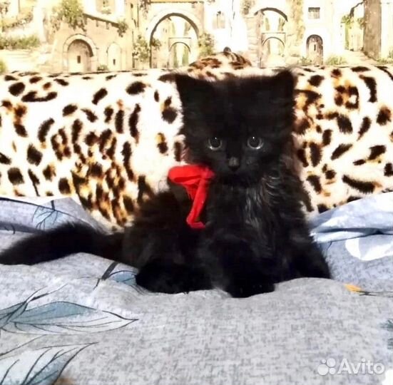 Кошка в добрые руки