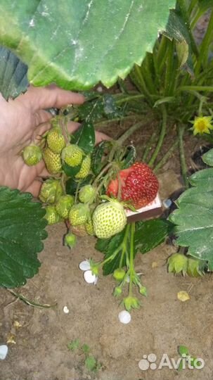 Рассада клубники Мармион (Виктории, земляники садо