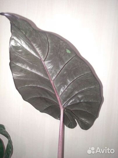 Алоказия юкатан принцесс