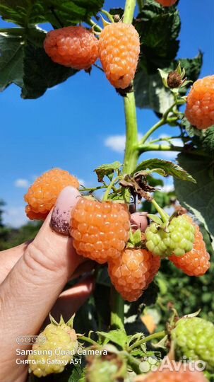 Ремонтантная малина Оранжевое Чудо. Геракл