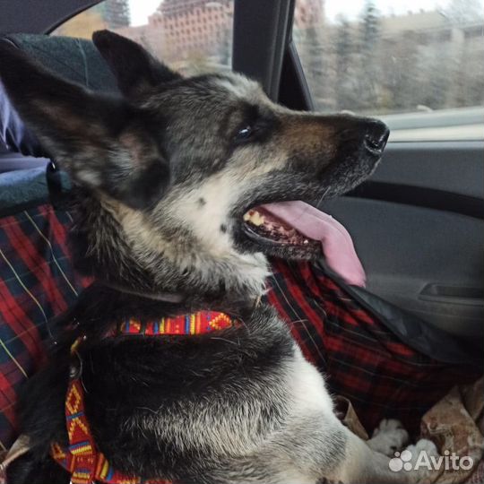 Зоотакси. Перевозка животных по Москве и России