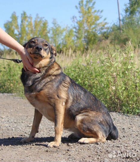 Собака Мэрри