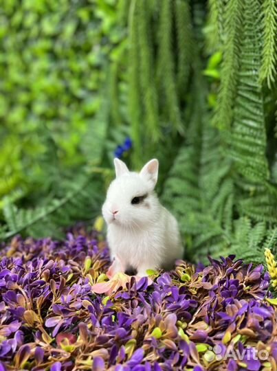 Мини кролики