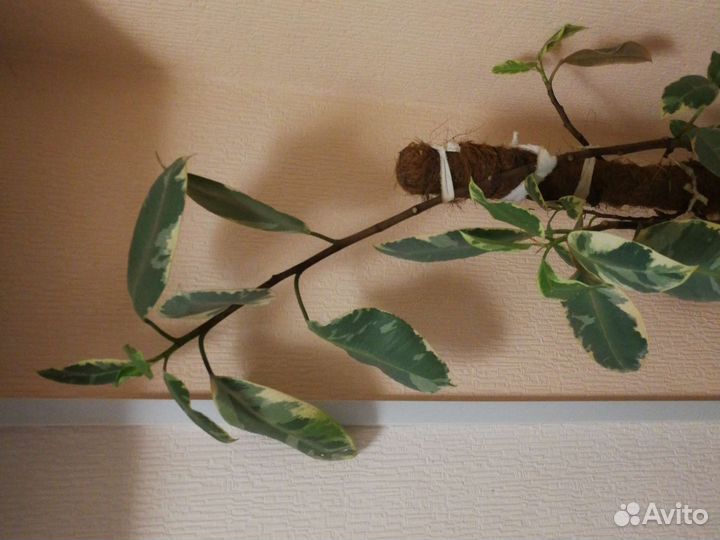 Фикус белиз 100 см