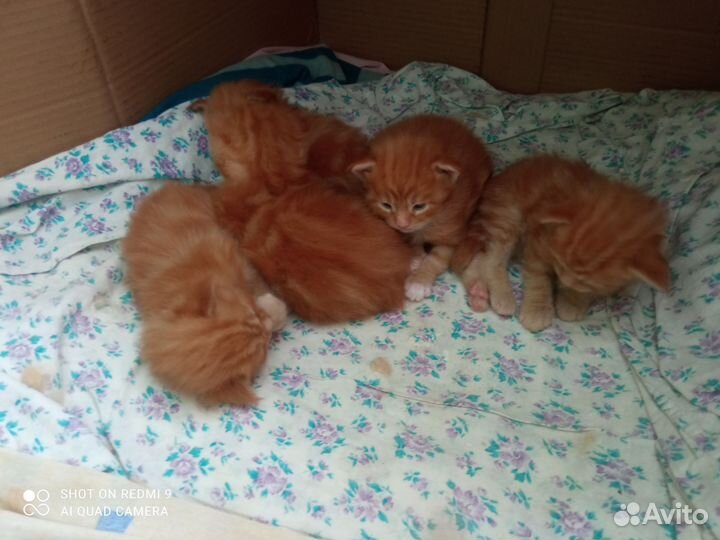 Котята Мейн куны