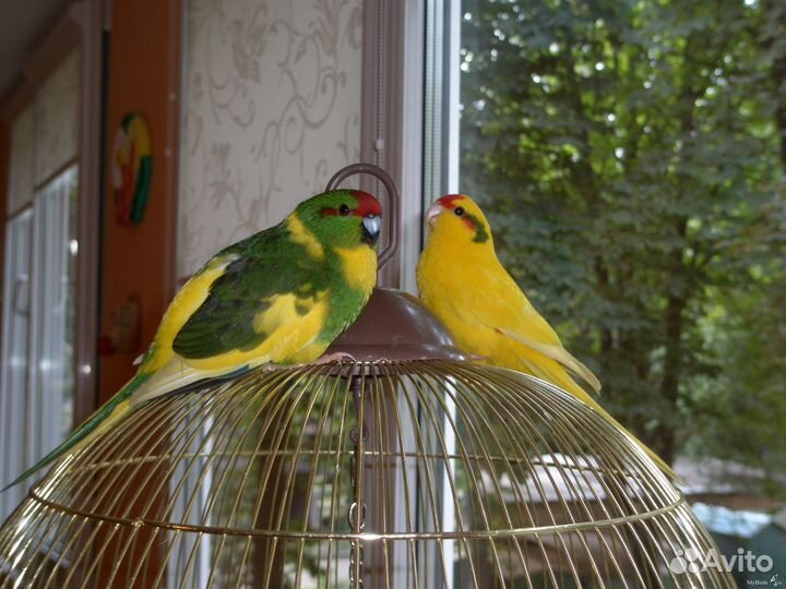 Попугайчик Какарик