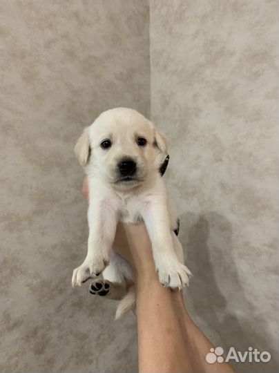 Отдам в добрые руки