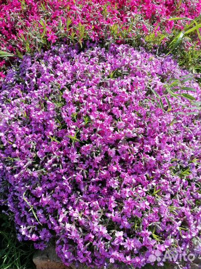 Флокс шиловидный