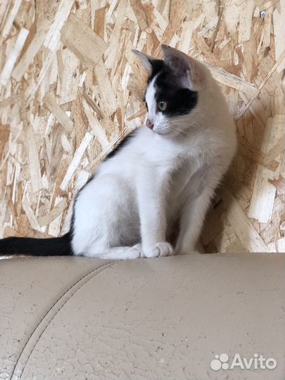 Котёнок мальчик