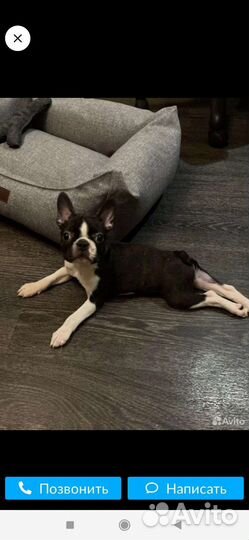 Дрессировка и воспитание собак