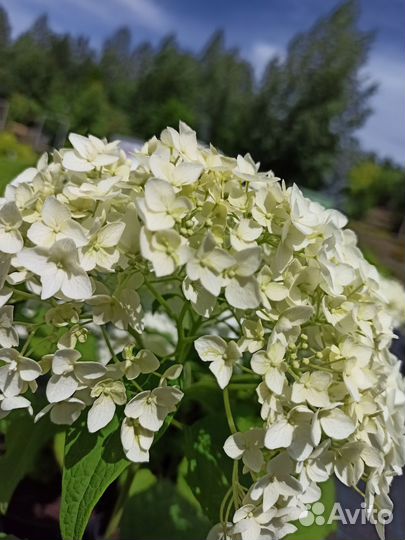 Многолетние растения, цветы, саженцы из питомника