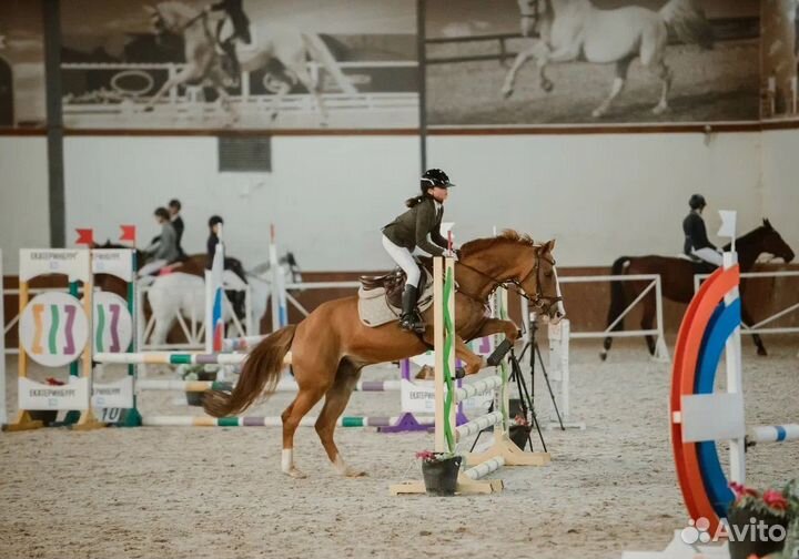 Лучший учитель для начинающего всадника