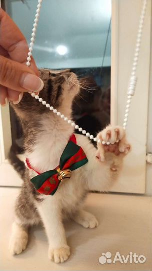 Умный котенок