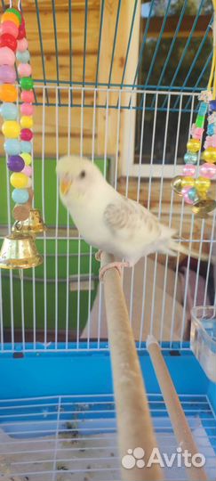 Волнистый попугай чех с клеткой