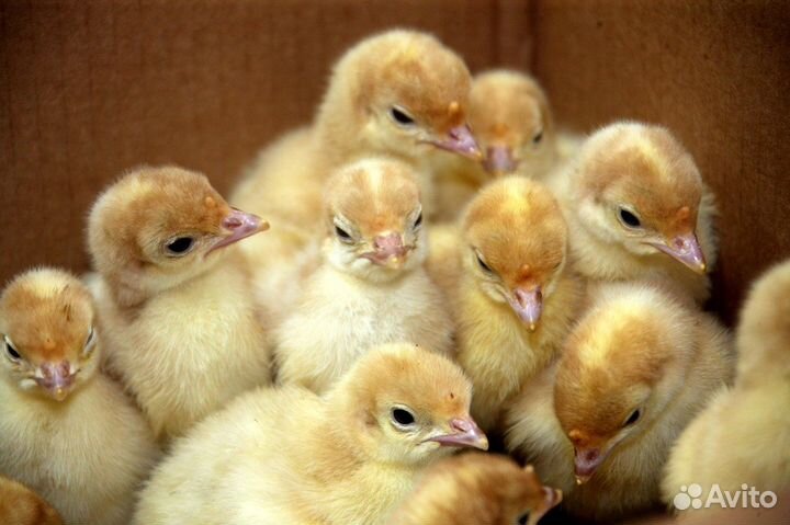 Индюк 2 мес Хайбрид конвертер Венгрия в наличии