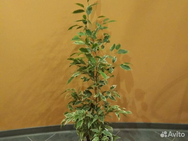 Фикусы. Голден кинг