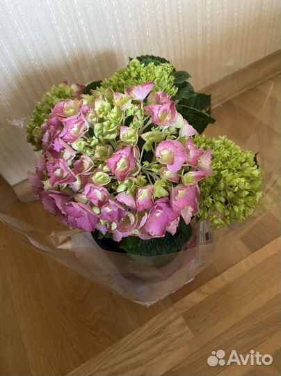 Гортензия в горшке